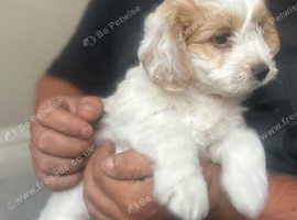 Beautiful fluffy cockapoo boy