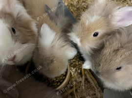 Rabbits for sale lion head