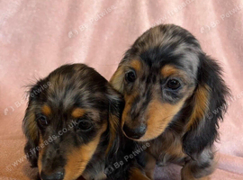 Gorgeous longhaired miniature dachshund - silver dapple boys