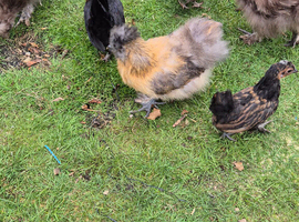 Silkrama chicks (silkie x serama)