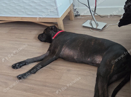 Cane corso x boxer