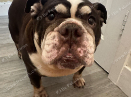 English bulldog