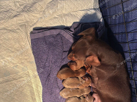 Miniature dachshunds for sale