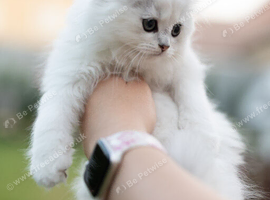 Beautiful kittens ready for their forever home