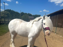 Beautiful cob mare