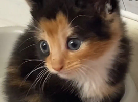Kitten
