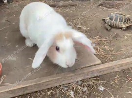 Pair of bonded small lop rabbits,