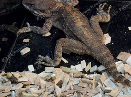 Painted agama