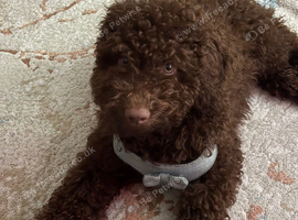 Toy Cavapoo