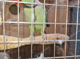 Alexanderin bonded pair