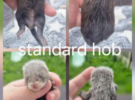Standard ferret hobs