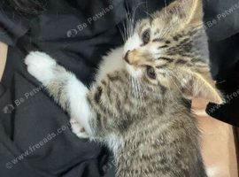 Kitten for sale