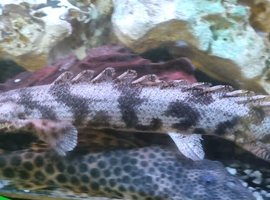 Endlicheri Endlicheri Bichir