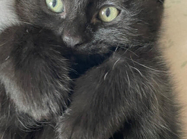 Ready now 3 beautiful kittens