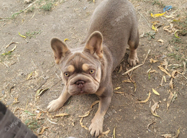 Female French bulldog