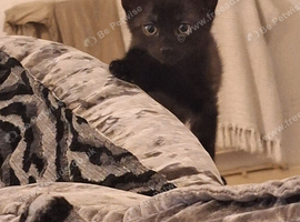 Mixed breed kittens