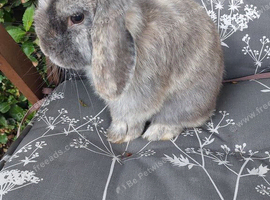 Mini lop male rabbit
