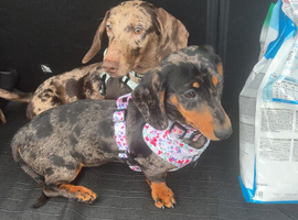 2 dachshund for rehoming