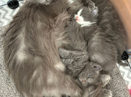 Norwegian forest cat x Scottish straight