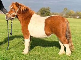 Lovely Shetland registered gelding.
