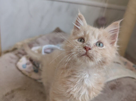 Tica pedigree male kitten