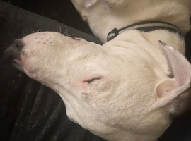 Urgent rehoming of max