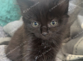 Girl kitten looking for forever home