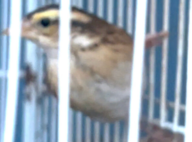 Male finch sale or exchange