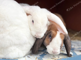 Gorgeous Mini Plush Lops