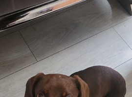 Miniature breed