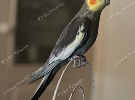 Grey Cockatiel parrot