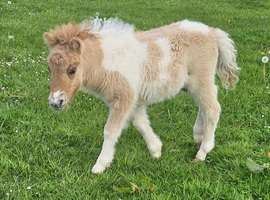 Palomino and White mushroom Dun Mini Colt