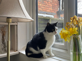 Blue 2 year old cat