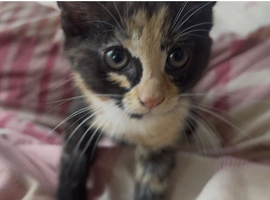 Cute fluffy kittens used to dogs