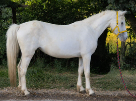 Welsh type pony