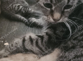 Tabby kitten