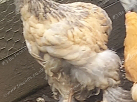 Brahma and cochin females