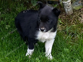 Border collie pup