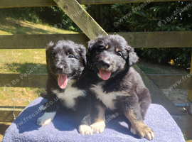 Traditional Border Collie Puppies