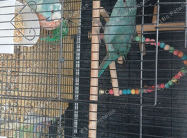 Blue Bonded Pair Kakarikis