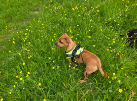 Daschund x