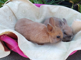Pretty Baby Male Netherland Dwarfs