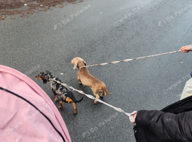 Female dachshund mom and daughter
