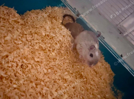 Single female gerbil and small enclosure