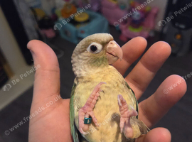 2 female conures 10 weeks old read bio