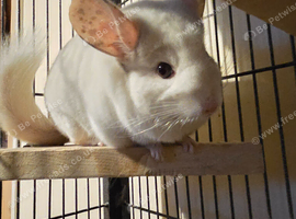 Beautiful friendly white girl chinchilla