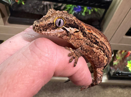 Gargoyle Geckos For Sale
