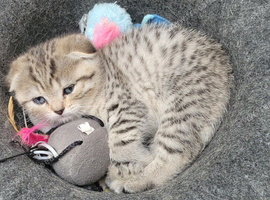 Scottish fold
