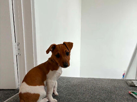 Angel 6months old