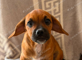 Mixed breed